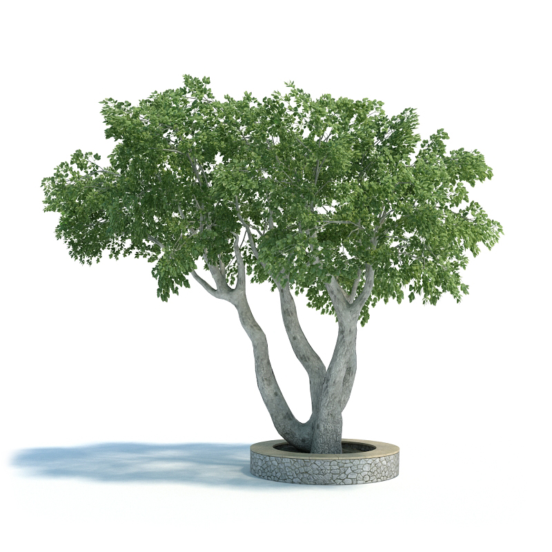 دانلود آبجکت گیاه مدل Plant-11