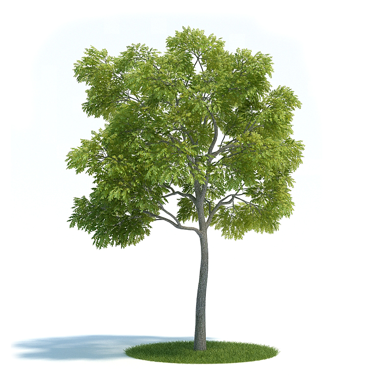 دانلود آبجکت گیاه مدل Plant-14