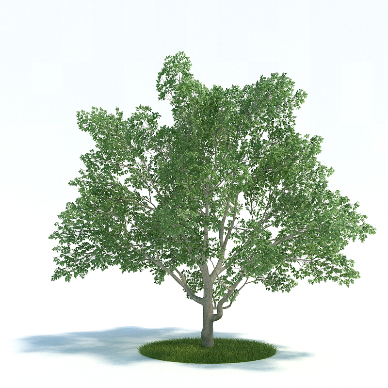 دانلود آبجکت گیاه مدل Plant-16