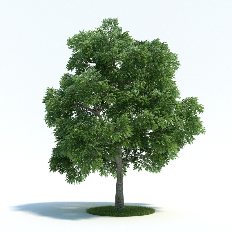 دانلود آبجکت گیاه مدل Plant-24
