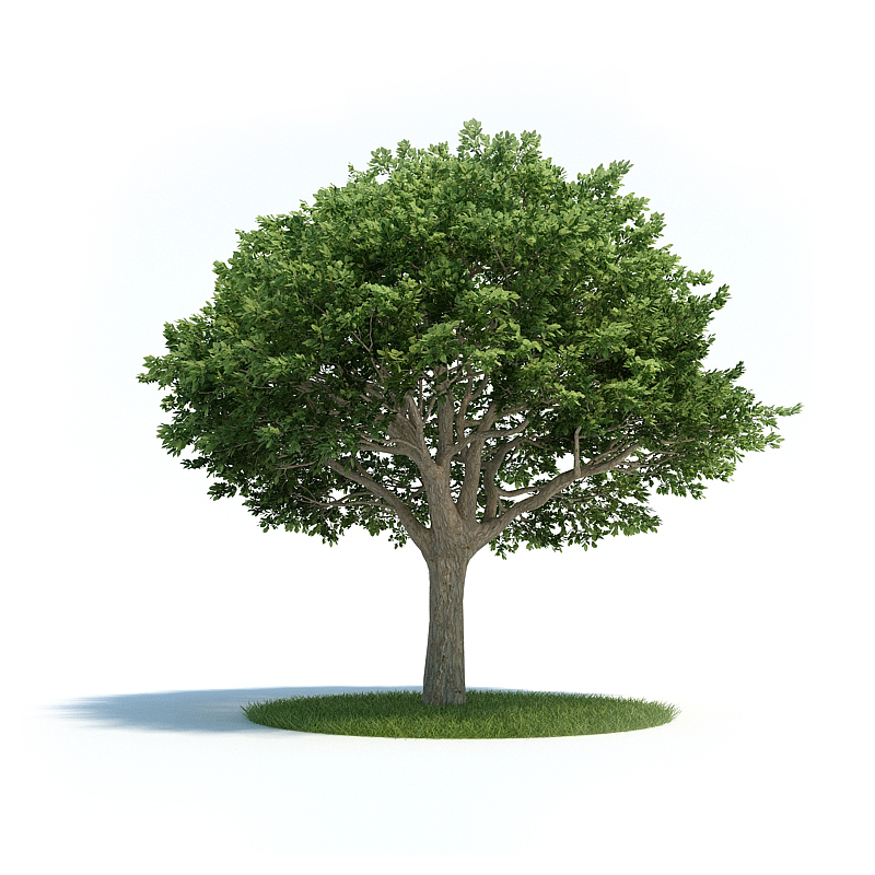 دانلود آبجکت گیاه مدل Plant-25