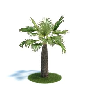 دانلود آبجکت گیاه مدل Plant-27