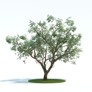 دانلود آبجکت گیاه مدل Plant-29
