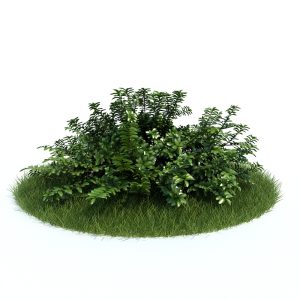 دانلود آبجکت گیاه مدل Plant-32