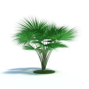 دانلود آبجکت گیاه مدل Plant-33
