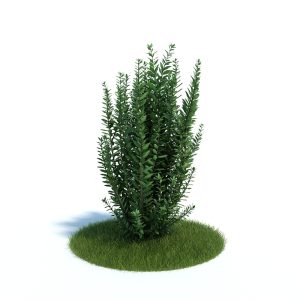 دانلود آبجکت گیاه مدل Plant-34