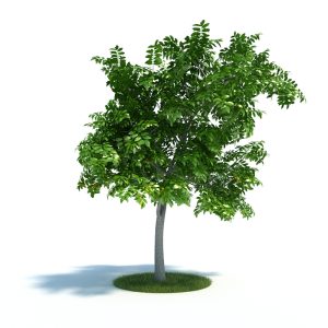 دانلود آبجکت گیاه مدل Plant-35