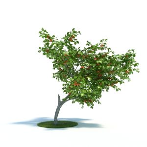 دانلود آبجکت گیاه مدل Plant-37