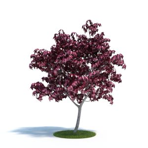 دانلود آبجکت گیاه مدل Plant-38