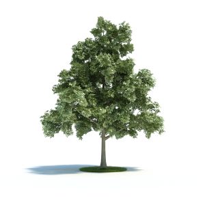 دانلود آبجکت گیاه مدل Plant-39