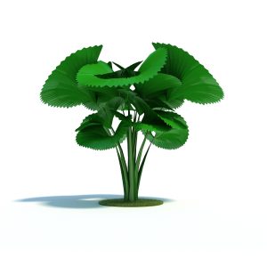 دانلود آبجکت گیاه مدل Plant-40