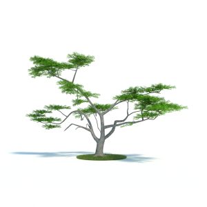 دانلود آبجکت گیاه مدل Plant-41