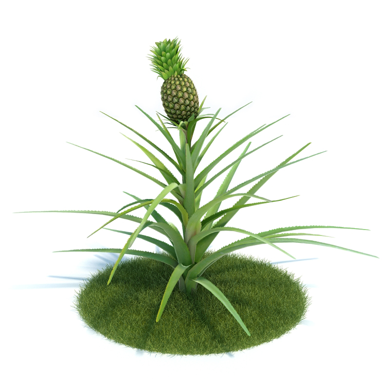 دانلود آبجکت گیاه مدل Plant-43