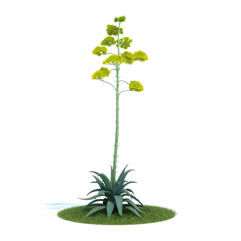 دانلود آبجکت گیاه مدل Plant-44