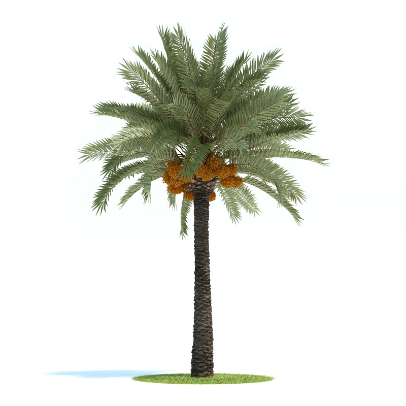 دانلود آبجکت گیاه مدل Plant-49