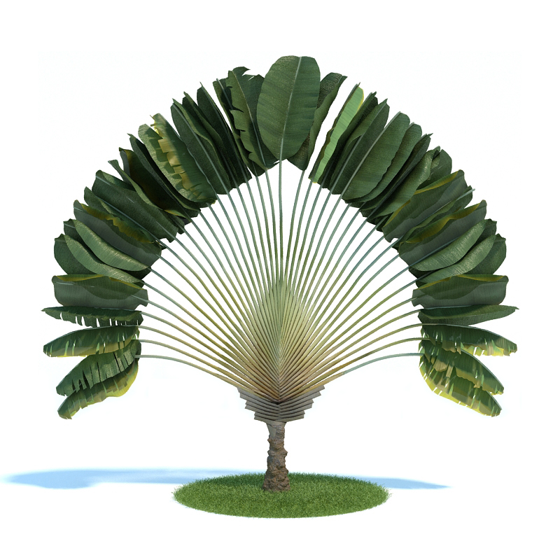 دانلود آبجکت گیاه مدل Plant-52
