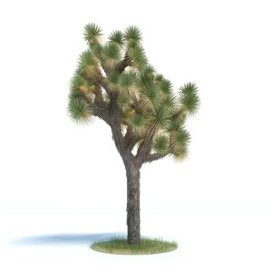 دانلود آبجکت گیاه مدل Plant-53