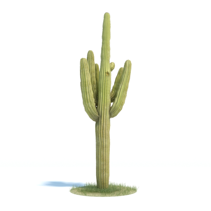 دانلود آبجکت گیاه مدل Plant-55