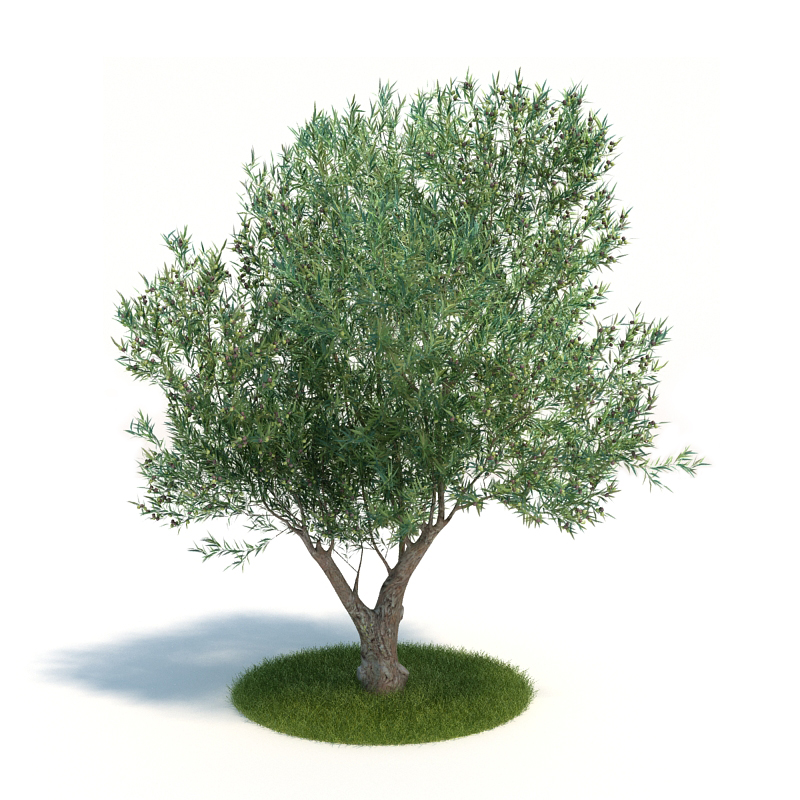 دانلود آبجکت گیاه مدل Plant-60
