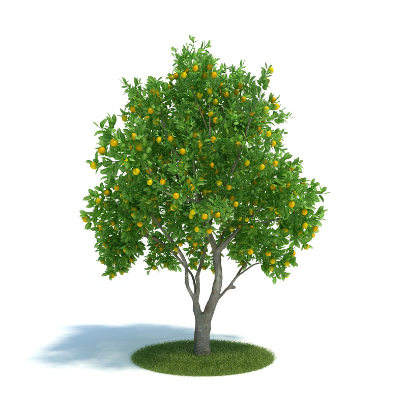 دانلود آبجکت گیاه مدل Plant-61