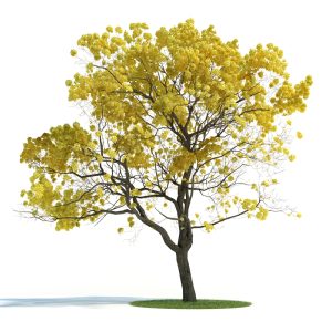 دانلود آبجکت گیاه مدل Plant-62