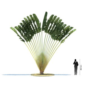 دانلود آبجکت درخت مدل Tree-16