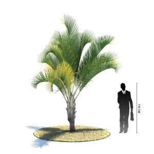 دانلود آبجکت درخت مدل Tree-17