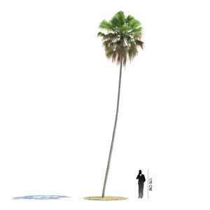 دانلود آبجکت درخت مدل Tree-30