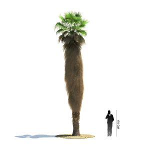 دانلود آبجکت درخت مدل Tree-33