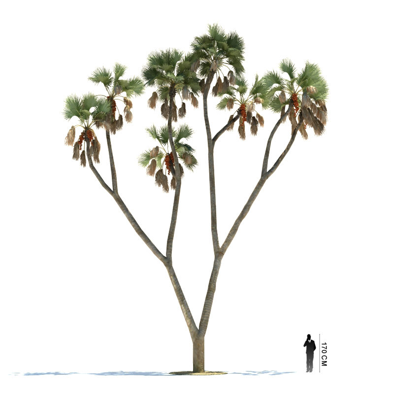 دانلود آبجکت درخت مدل Tree-42