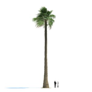 دانلود آبجکت درخت مدل Tree-6