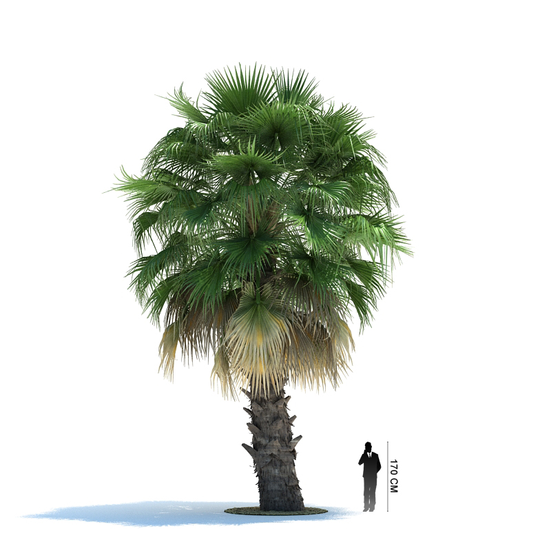دانلود آبجکت درخت مدل Tree-8