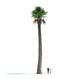 دانلود آبجکت درخت مدل Tree-9