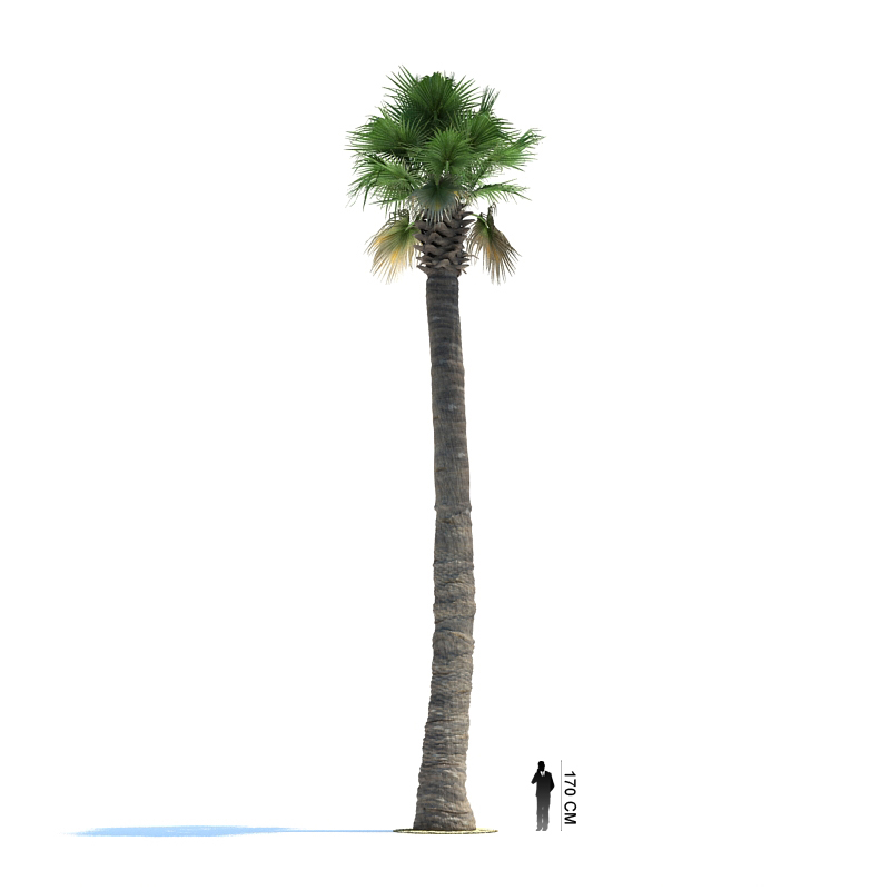 دانلود آبجکت درخت مدل Tree-9