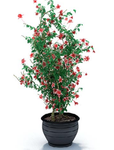 دانلود آبجکت گیاه مدل Herb-103