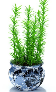دانلود آبجکت گیاه مدل Herb-113