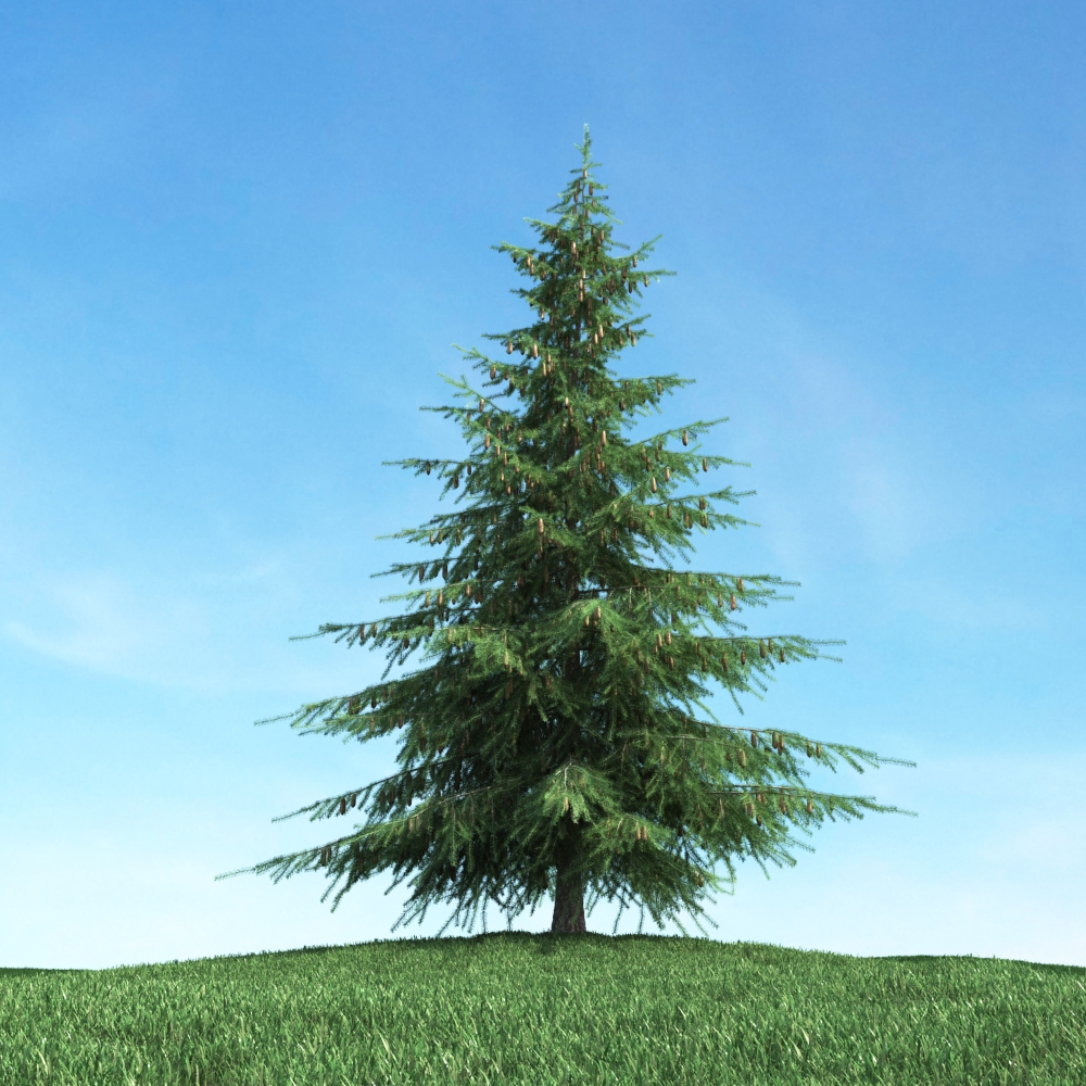 دانلود آبجکت گیاه مدل Herb-12