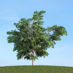 دانلود آبجکت گیاه مدل Herb-122