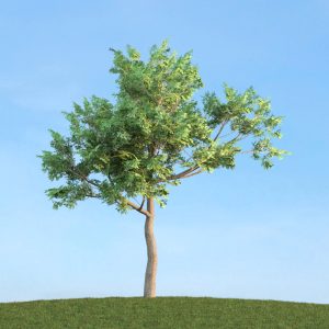 دانلود آبجکت گیاه مدل Herb-123
