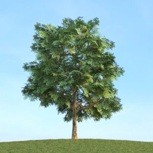 دانلود آبجکت گیاه مدل Herb-124