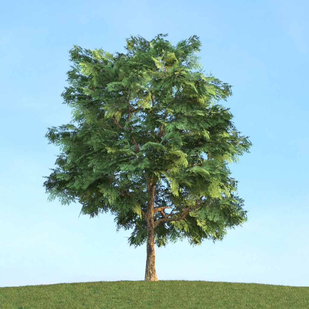 دانلود آبجکت گیاه مدل Herb-124