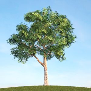 دانلود آبجکت گیاه مدل Herb-125