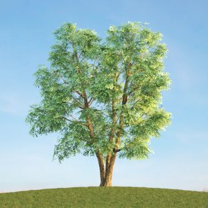دانلود آبجکت گیاه مدل Herb-128