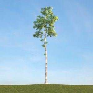 دانلود آبجکت گیاه مدل Herb-133
