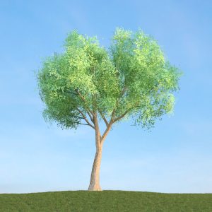 دانلود آبجکت گیاه مدل Herb-138