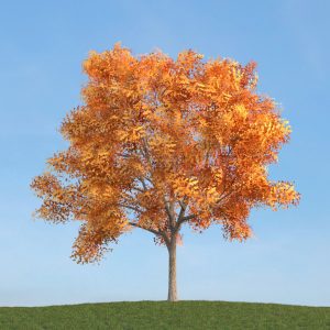 دانلود آبجکت گیاه مدل Herb-153