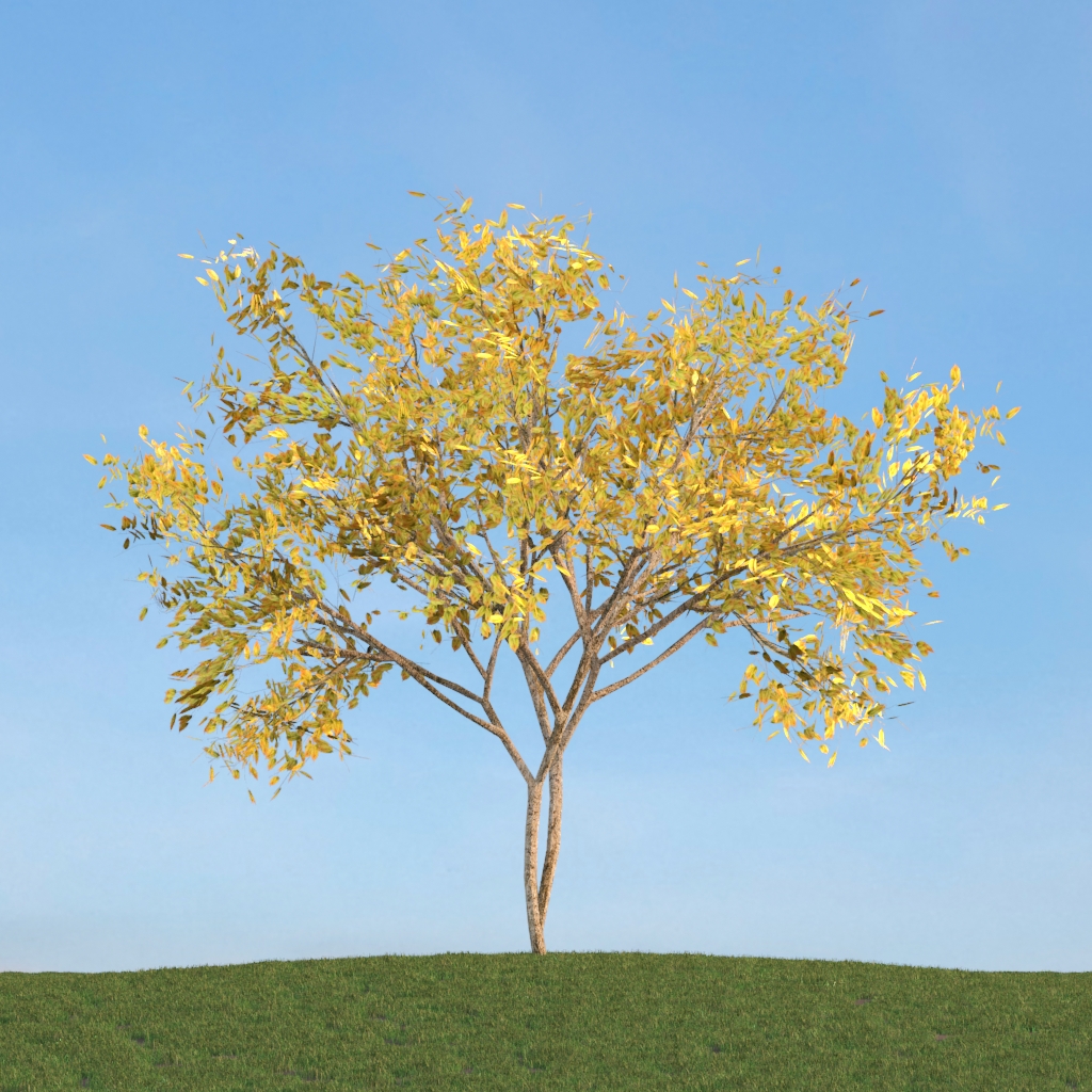 دانلود آبجکت گیاه مدل Herb-154