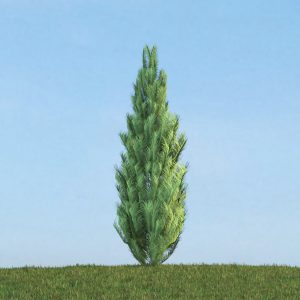 دانلود آبجکت گیاه مدل Herb-158