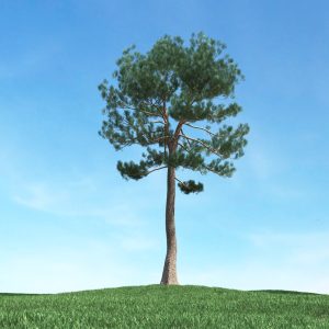 دانلود آبجکت گیاه مدل Herb-16