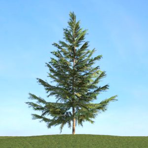 دانلود آبجکت گیاه مدل Herb-161
